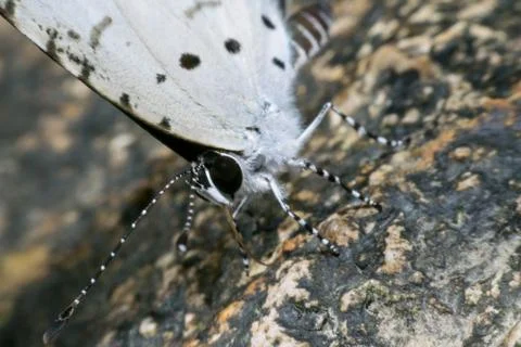Macro butterfly Stock Photos
