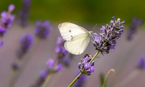 Macro of a cabbage white pieris rapae butterfly on lavender blossoms 写真素材