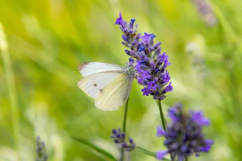 Macro of a cabbage white pieris rapae butterfly on lavender blossoms Stock Photos