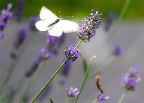 Macro of a cabbage white pieris rapae butterfly on lavender blossoms Stock Photos