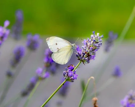 Macro of a cabbage white pieris rapae butterfly on lavender blossoms Stock Photos