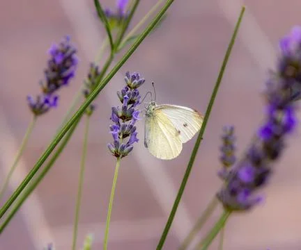 Macro of a cabbage white pieris rapae butterfly on lavender blossoms Stock Photos
