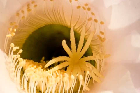 Macro of a cactus bloom Stock Photos