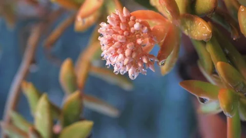 Macro of cactus flower dropping drops of rain water in slow motion Stock Footage 128540605