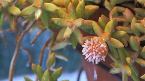 Macro of cactus flower full of water drops falling rain in slow motion Stock Footage 128540725