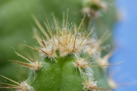 Macro of cactus Stock Photos