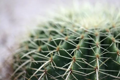 Macro of Cactus Stock Photos