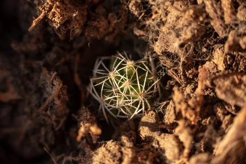 Macro of Cactus Sapling on Ground Stock Photos