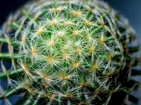 Macro cactus spines texture background Stock-Fotos