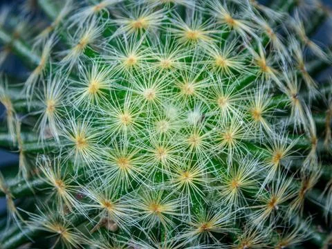 Macro cactus spines texture background 스톡 사진