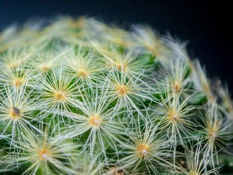Macro cactus spines texture background Foto stock