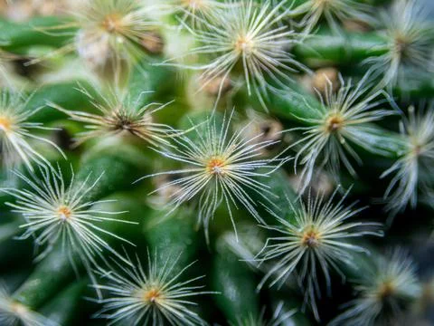 Macro cactus spines texture background Foto stock