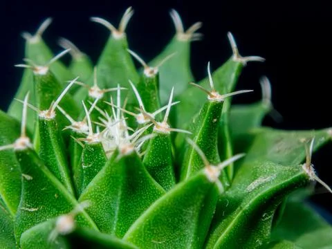Macro cactus spines texture background Foto stock