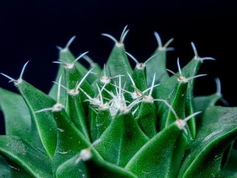 Macro cactus spines texture background 스톡 사진
