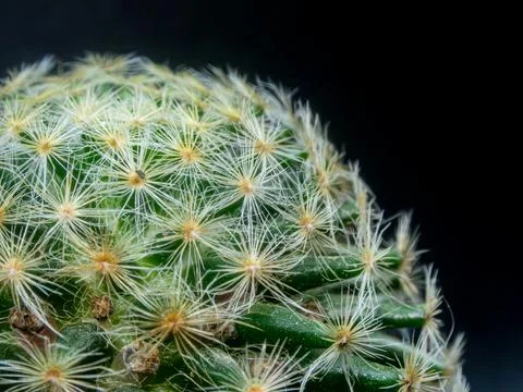 Macro cactus spines texture background Foto stock