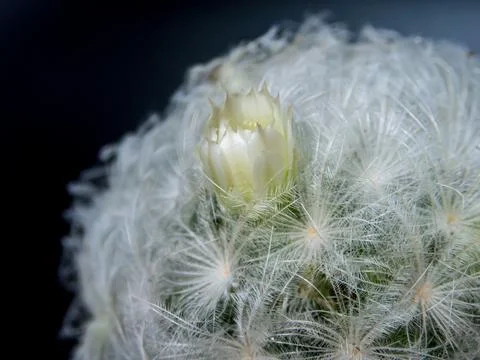 Macro cactus spines texture background Stock-Fotos
