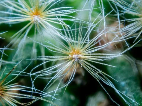 Macro cactus spines texture background Foto stock