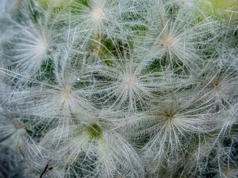 Macro cactus spines texture background Stockfoto's