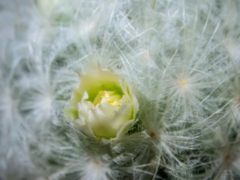 Macro cactus spines texture background Foto stock