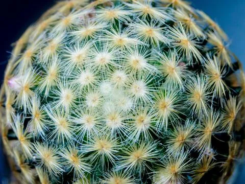 Macro cactus spines texture background Stock-Fotos