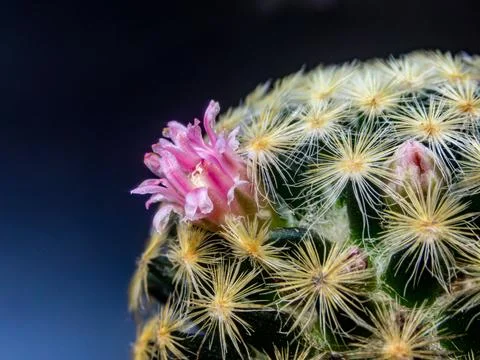 Macro cactus spines texture background Foto stock