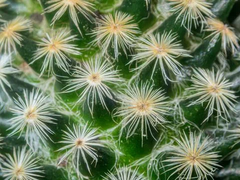 Macro cactus spines texture background Foto stock