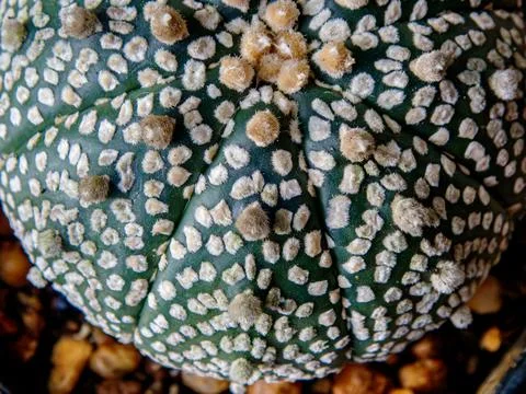 Macro cactus spines texture background Stock Photos