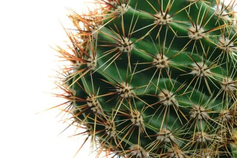 Macro cactus thorns Foto stock