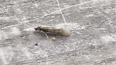 Macro caddisfly bug walking on wood detail Vídeos de archivo 335540947