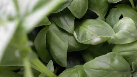 Macro Camera Movement over Fresh Basil Leaves - 4K Slow Motion Shot Stock Footage 336330668