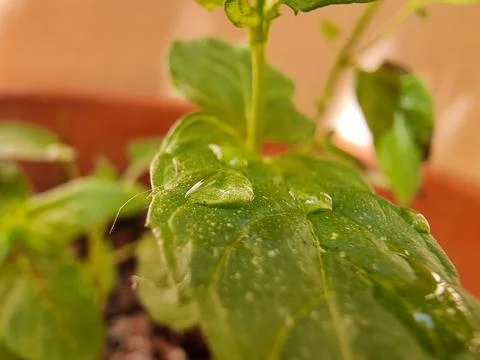 Macro camera photo 스톡 사진