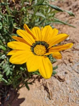 Macro camera photo Foto stock