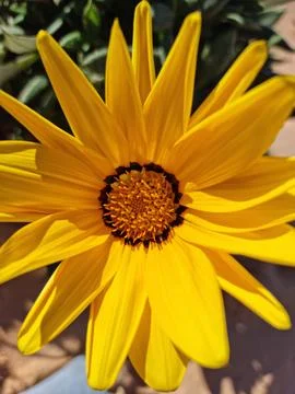 Macro camera photo Foto stock