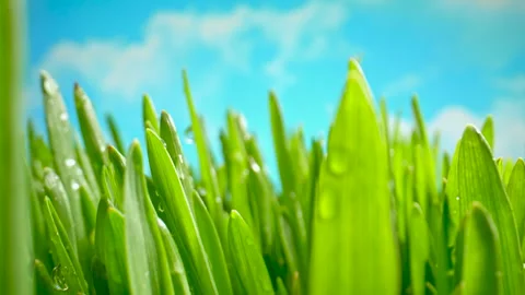 Macro camera slider moving through fresh green grass blades with sparkling dew Stock Footage 347869170