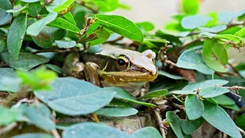 Macro Camouflaged Frog on Leaves Cat Ba Island Video stock 344016437