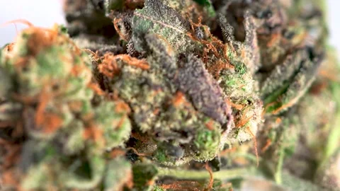Macro Cannabis Flower Stock Footage 142150686