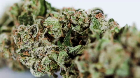 Macro Cannabis Flower Stock Footage