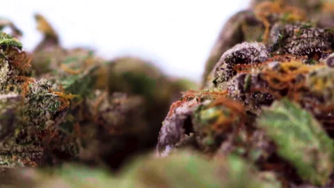 Macro Cannabis Flower Stock Footage 142167703