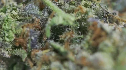 Macro Cannabis Flower Stock Footage 147213002