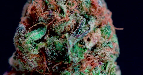 Macro Cannabis Flower Stock Footage 150698994