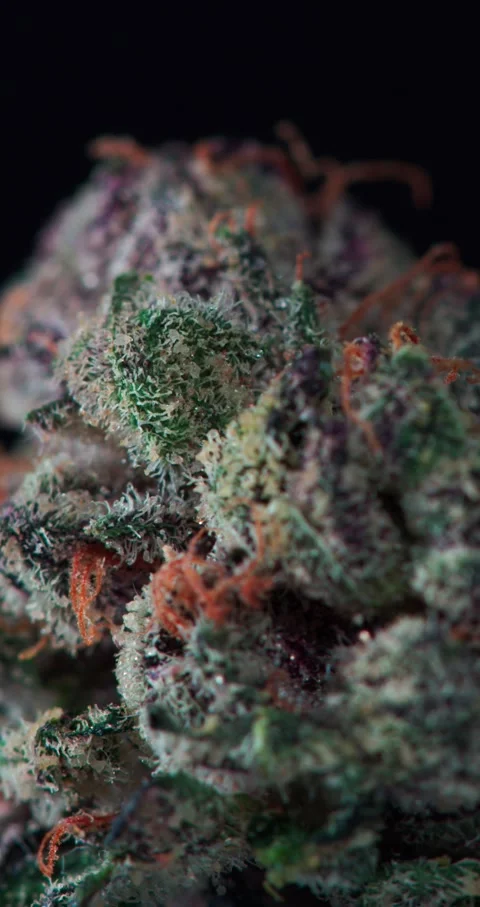 Macro Cannabis Flower Stock Footage 228489332
