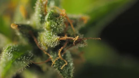Macro: cannabis stomata on leaf underside. Vídeos de archivo 287425623
