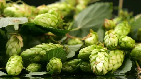 Macro capture of hop cones with excellent studio lighting emphasizing texture Video stock 255019647