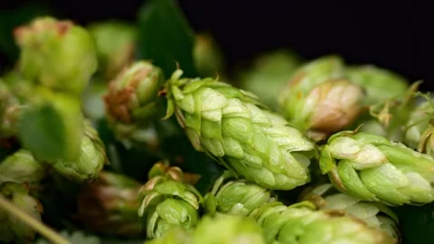 Macro capture of hop cones with ideal studio lighting showcasing texture. Stock Footage 253159070