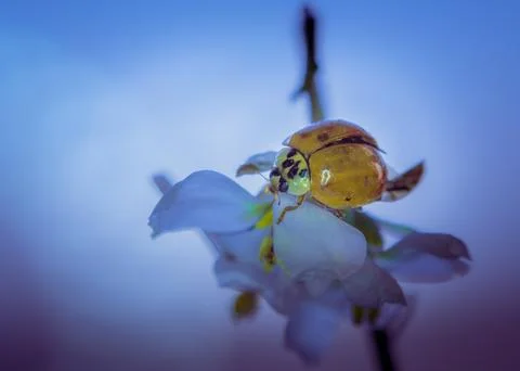 Macro Capture of an Orange Ladybug Resting on a Wildflower Stock Photos