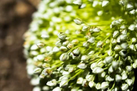 Macro capture on the seed of a flower Stock Photos