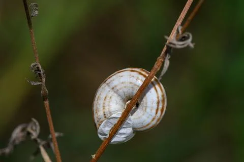 Macro capture of a striped snail shell resting on a dry plant stem Stock Photos