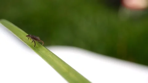 Macro capture of a tick lying in wait on a grass blade, a stark reminder of.. Video stock 270941753