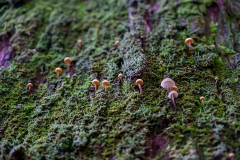 Macro capture of wild mushrooms sprouting from a mossy tree in a rainforest. Stock Photos