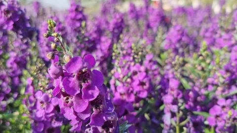 A macro capturing beautiful purple Salvia nemorosa flowers in full bloom sw.. Stock Footage 300081223